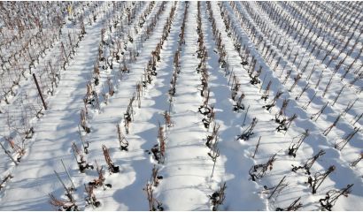 Bermersheimer Eiswein 