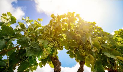 Bermersheimer Klosterberg Riesling Spätlese trocken Alte Reben