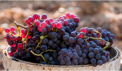 Terramar Merlot-Syrah Reserva Priorat DOQ