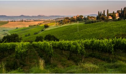 Filari Galasso Montepulciano d’ Abruzzo