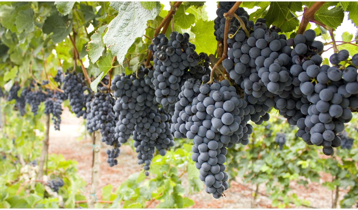 Francois Jamet Cabernet Sauvignon 