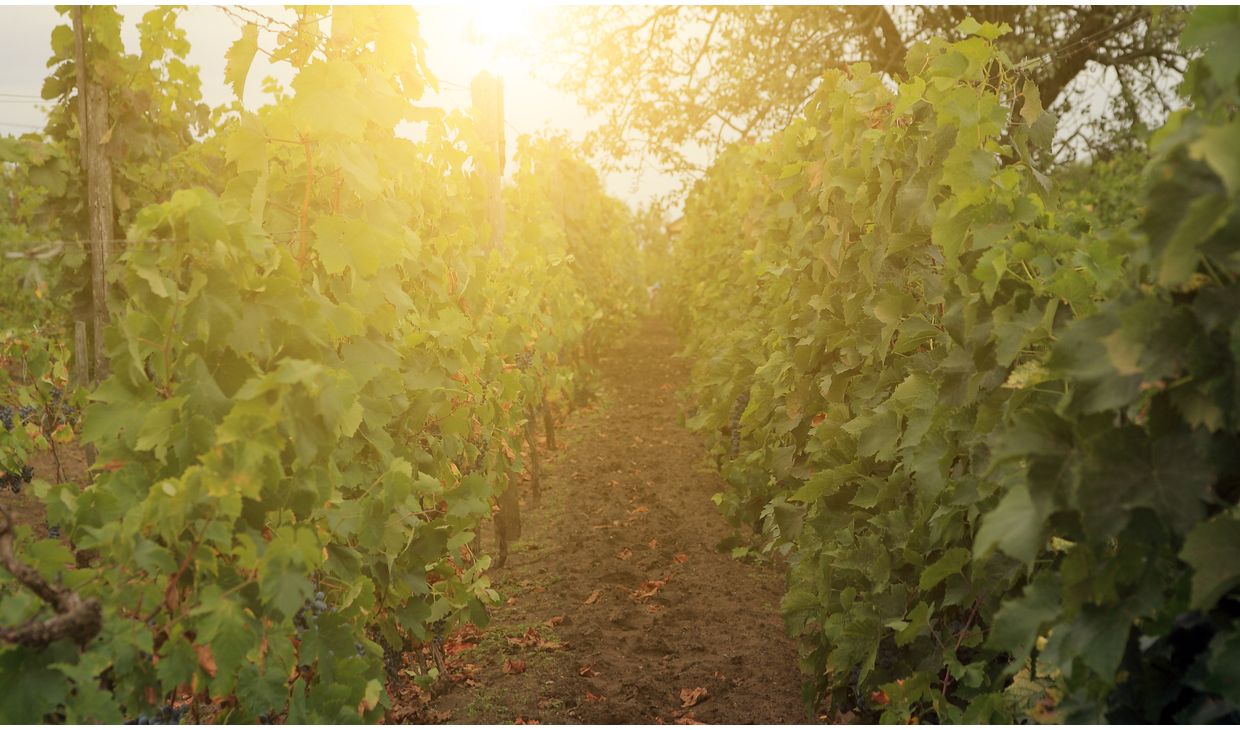 Avondrood Sauvignon Blanc Westkaap