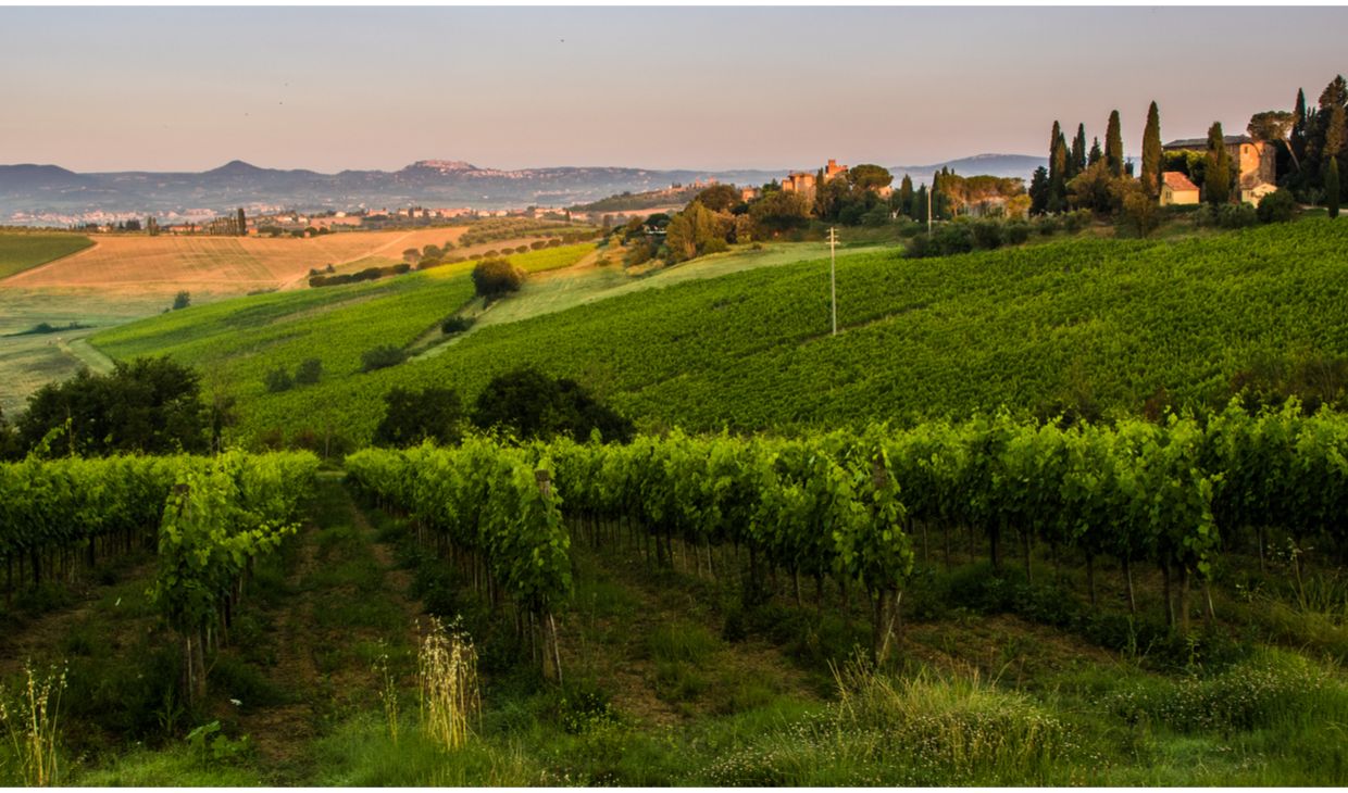 Filari Galasso Montepulciano d’ Abruzzo