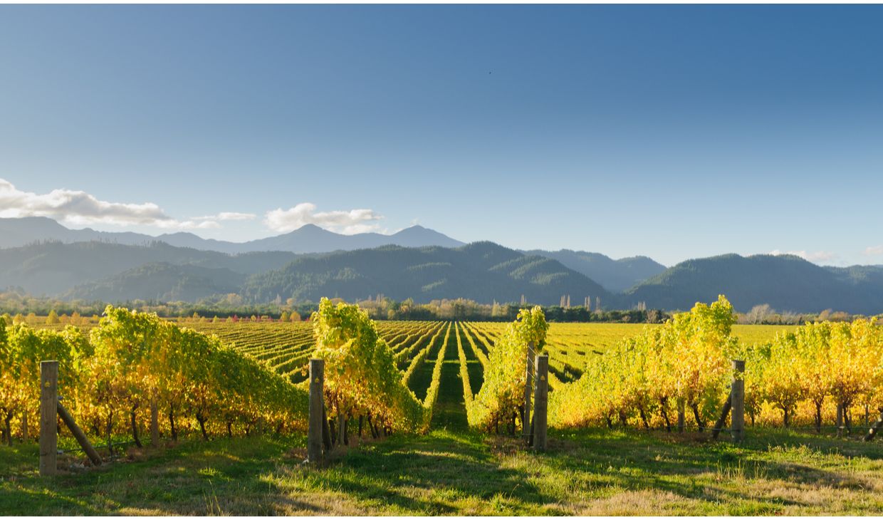 Glacier Peak Marlborough